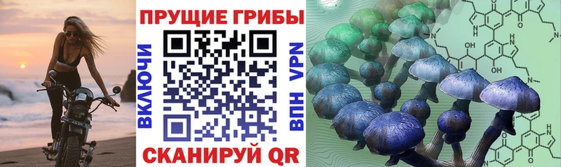 купить наркоту Каргополь hydra как зайти Псилоцибиновые грибы Cubensis